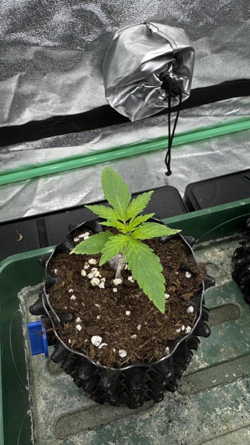 Diesel and Decay. Week 1 - Zour Diesel x Unknown