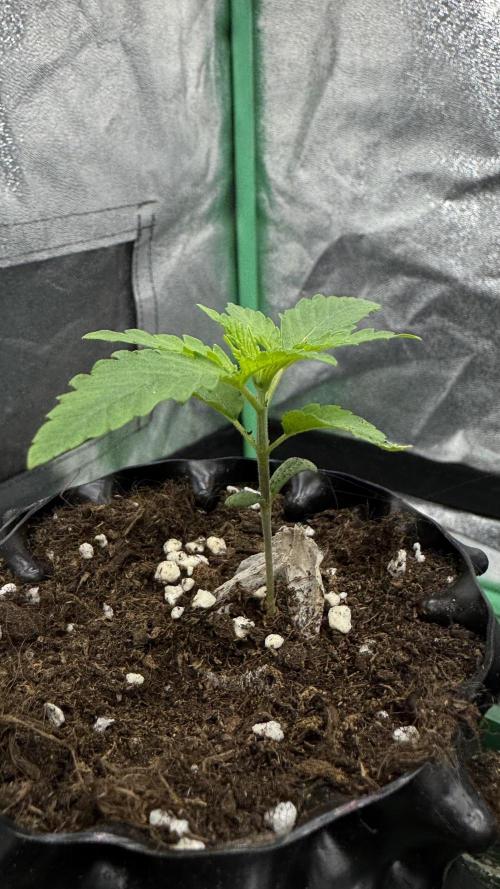 Diesel and Decay. Week 1 - Zour Diesel x Unknown