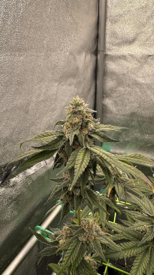Biskanté x Kryptochronic. Week 14