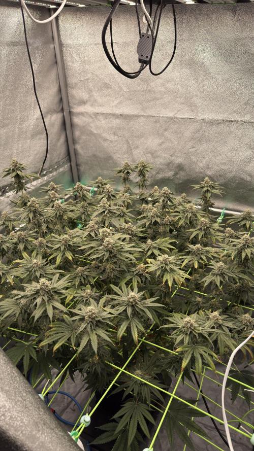 Biskanté x Kryptochronic. Week 14