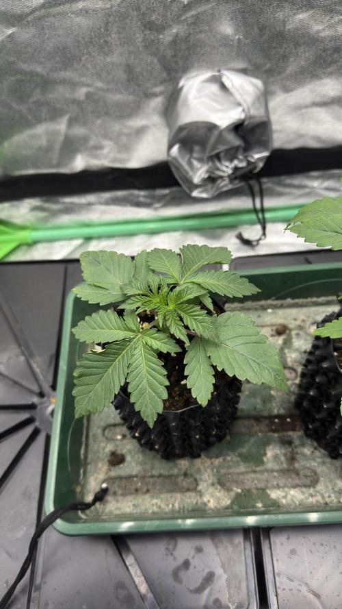 Diesel and Decay. Week 2 - Barf Breath