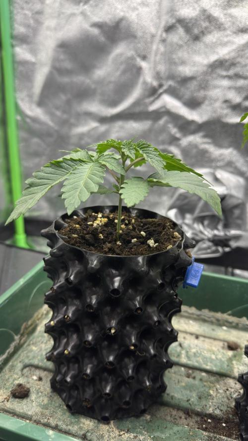 Diesel and Decay. Week 2 - Barf Breath