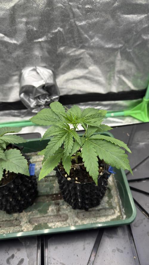 Diesel and Decay. Week 2 - Feral Fuel