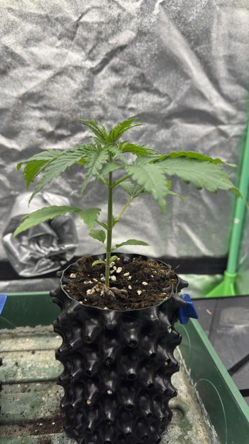 Diesel and Decay. Week 2 - Feral Fuel