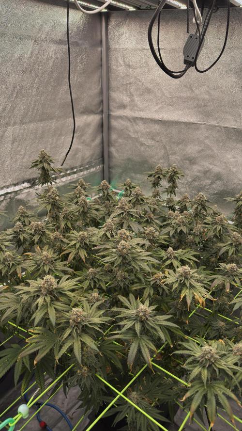 Biskanté x Kryptochronic. Week 15