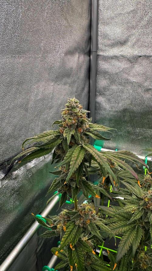 Biskanté x Kryptochronic. Week 15