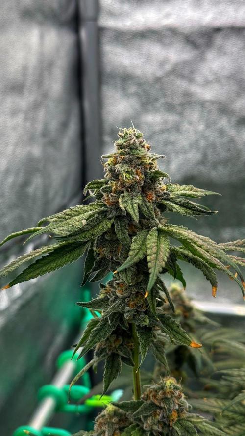 Biskanté x Kryptochronic. Week 15