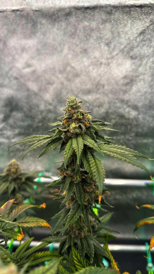 Biskanté x Kryptochronic. Week 15