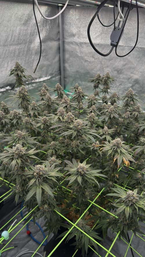 Biskanté x Kryptochronic. Week 16