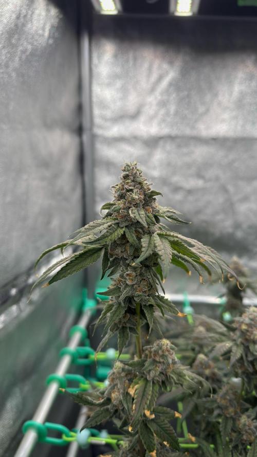 Biskanté x Kryptochronic. Week 16