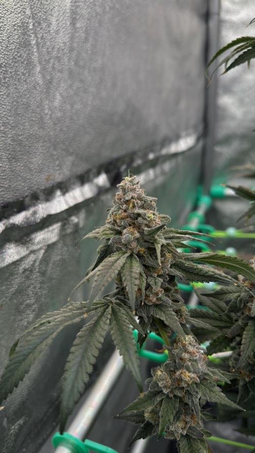 Biskanté x Kryptochronic. Week 16