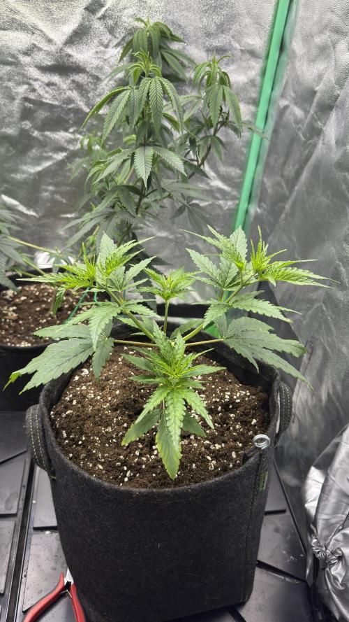 Diesel and Decay. Week 3 - Feral Fuel