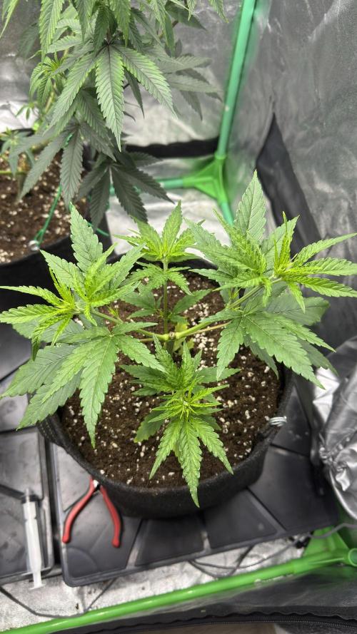 Diesel and Decay. Week 3 - Feral Fuel