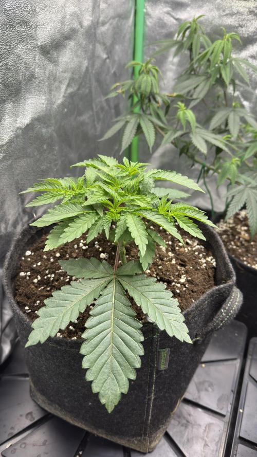 Diesel and Decay. Week 3 - Barf Breath