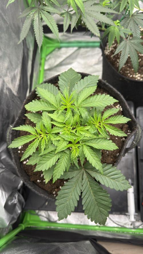 Diesel and Decay. Week 3 - Barf Breath