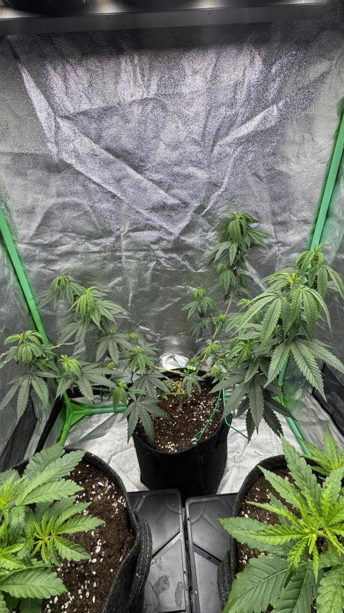 Diesel and Decay. Week 3 - Biskante x Kryptochronic 