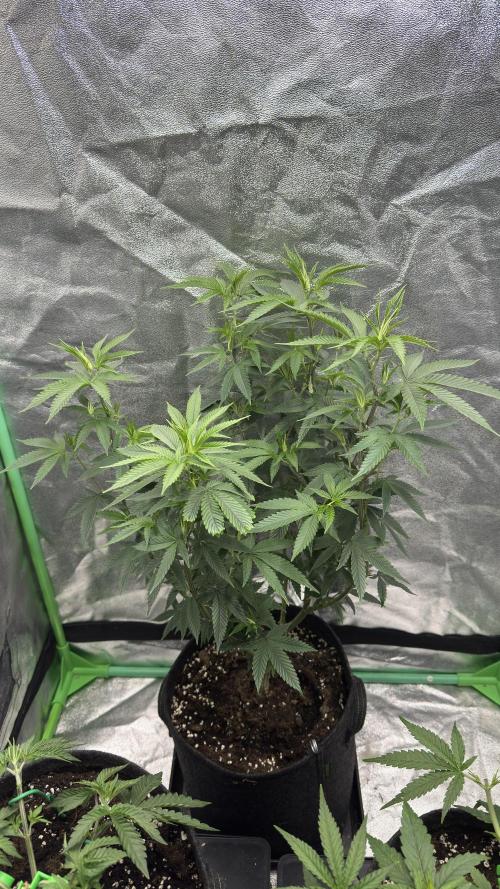 Diesel and Decay. Week 4