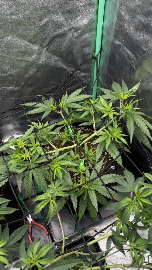 Diesel and Decay. Week 4