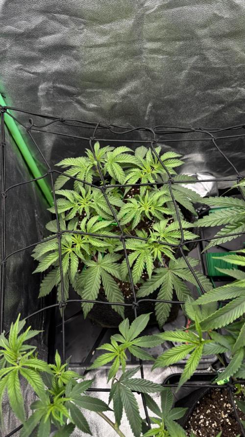 Diesel and Decay. Week 4