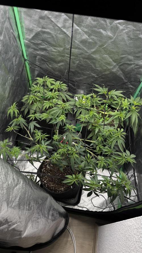 Diesel and Decay. Week 4