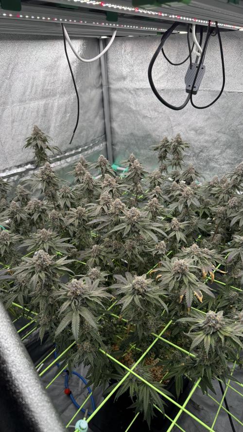 Biskanté x Kryptochronic. Week 17