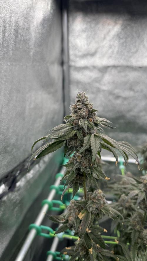 Biskanté x Kryptochronic. Week 17