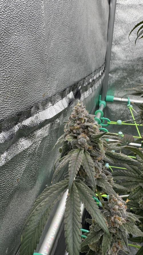 Biskanté x Kryptochronic. Week 17