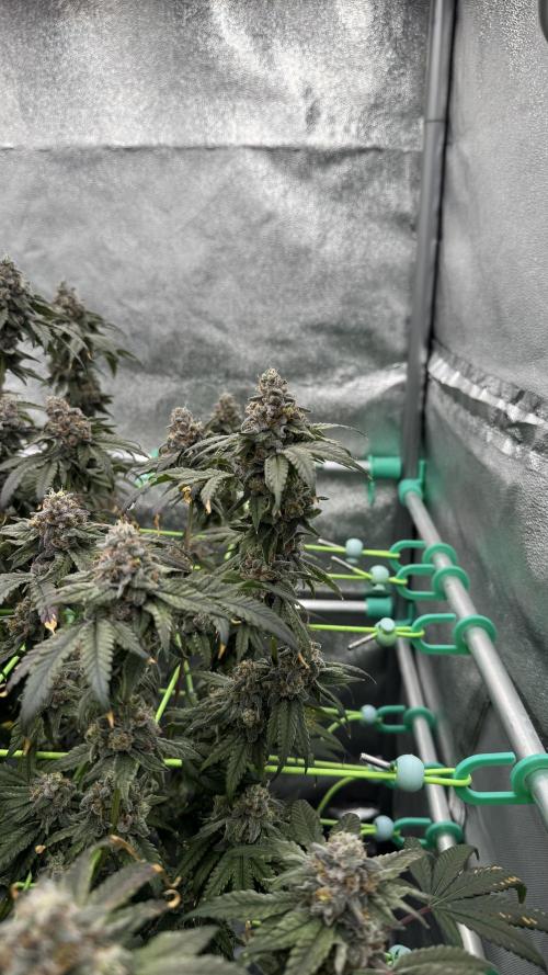 Biskanté x Kryptochronic. Week 17