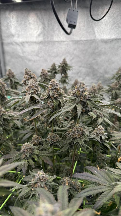 Biskanté x Kryptochronic. Week 17