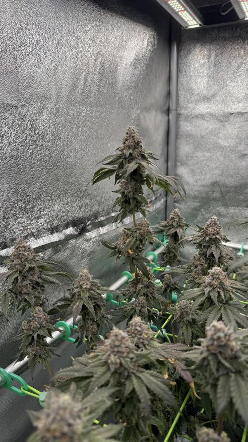 Biskanté x Kryptochronic. Week 17