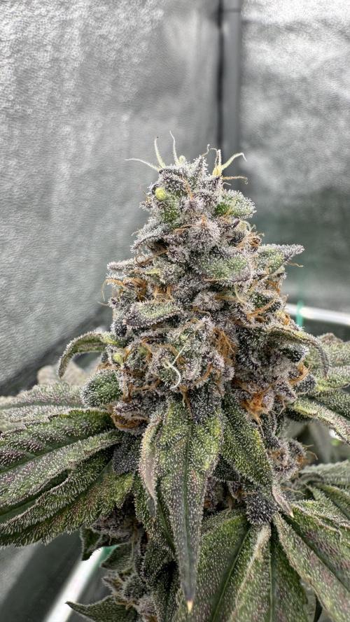 Biskanté x Kryptochronic. Week 17