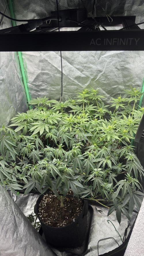 Diesel and Decay. Week 5 - All