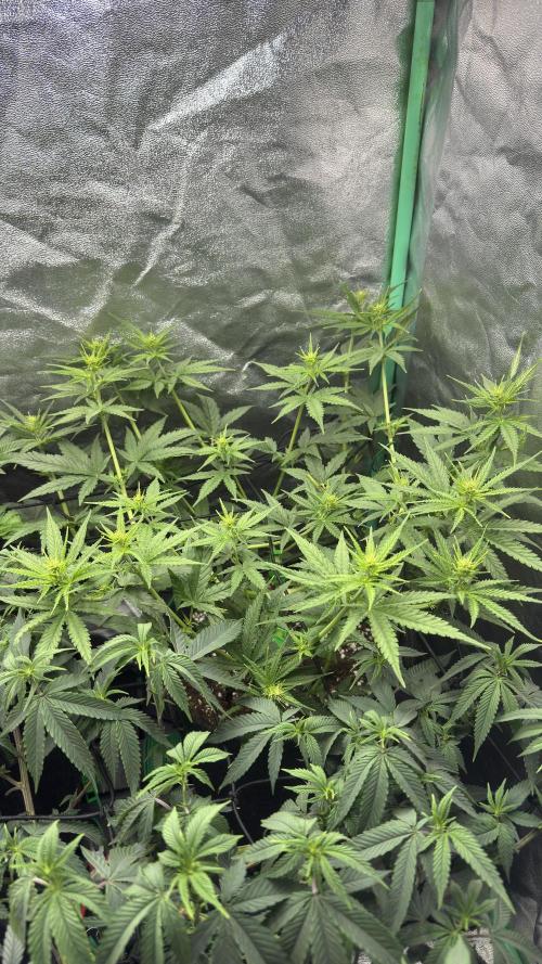 Diesel and Decay. Week 5 - Feral Fuel (Unknown Cross)