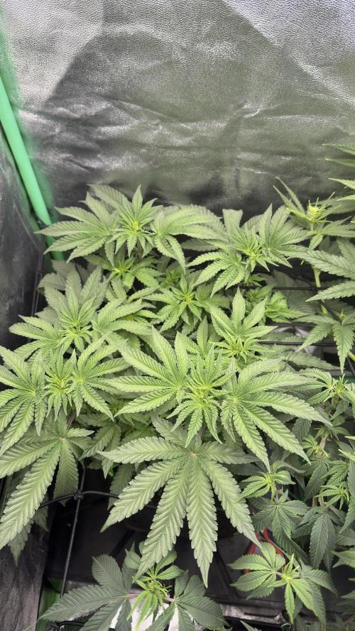 Diesel and Decay. Week 5 - Barf Breath