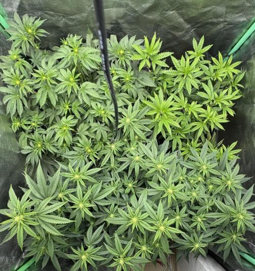 Diesel and Decay. Week 6 - All