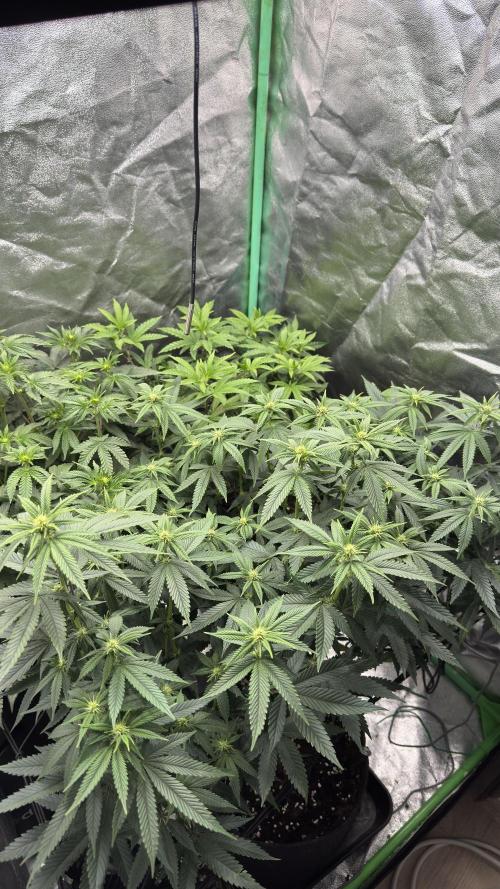 Diesel and Decay. Week 6 - Alienlabs - Biakante x Kryptochronic 