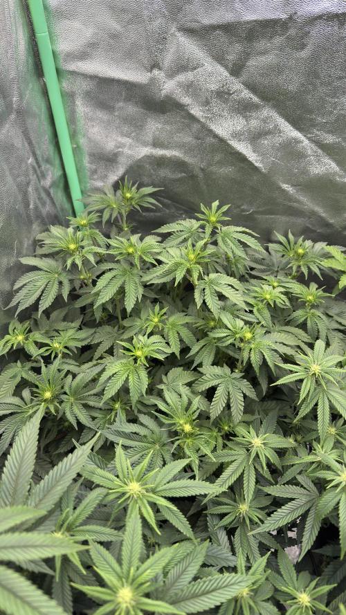 Diesel and Decay. Week 6 - Barf Breath