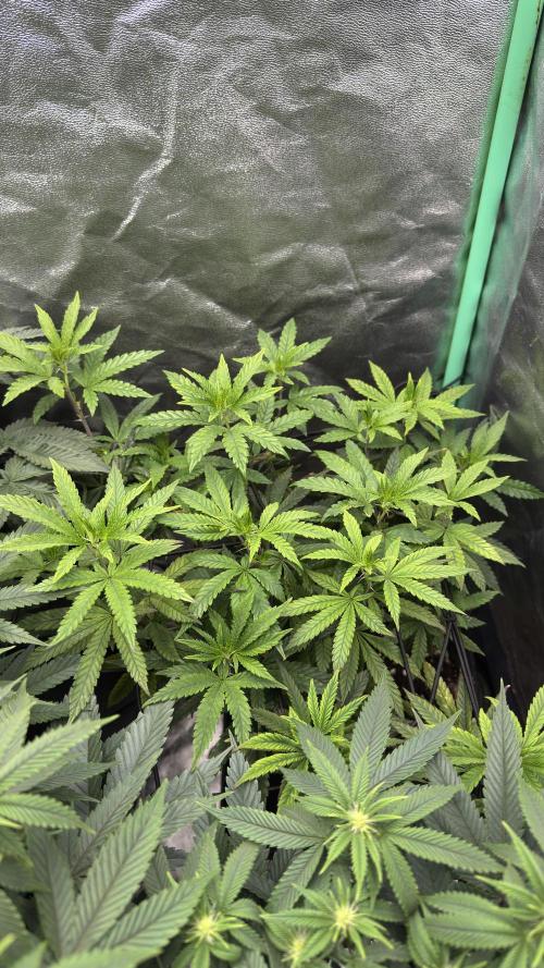 Diesel and Decay. Week 6 - Dirty Grape