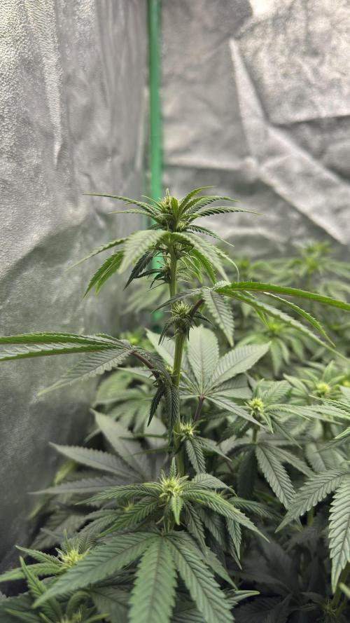 Diesel and Decay. Week 6 - Alienlabs - Biskante x Kryptochronic 