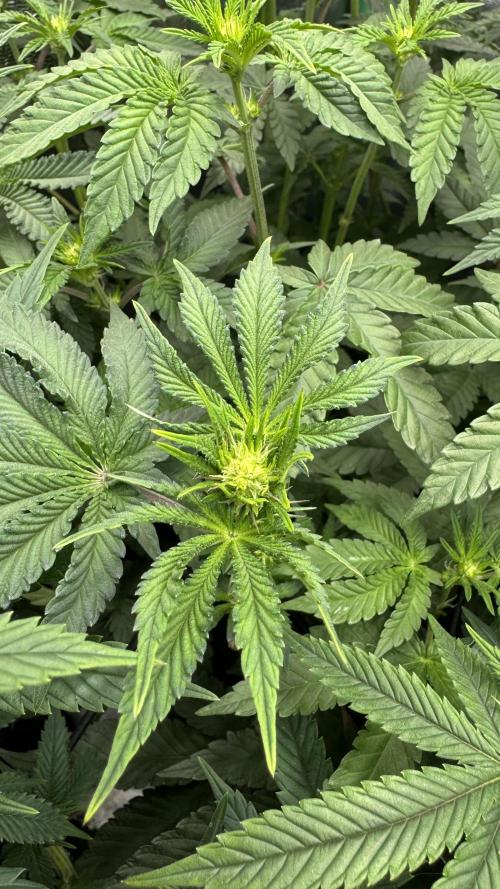 Diesel and Decay. Week 6 - Barf Breath