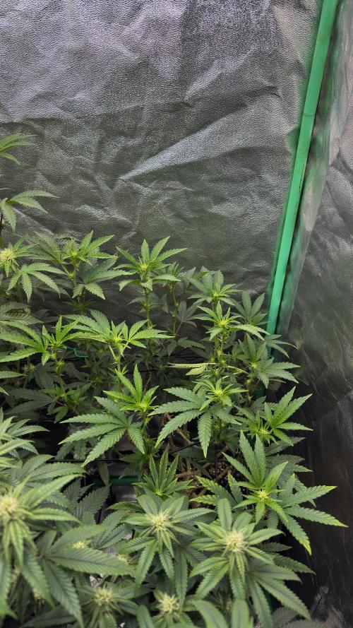 Diesel and Decay. Week 7 - Dirty Grape