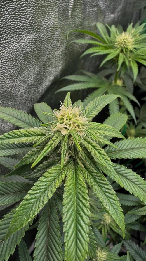 Diesel and Decay. Week 7 - Alienlabs