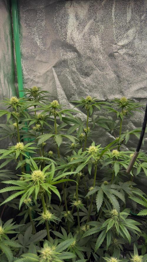 Diesel and Decay. Week 7 - Barf Breath