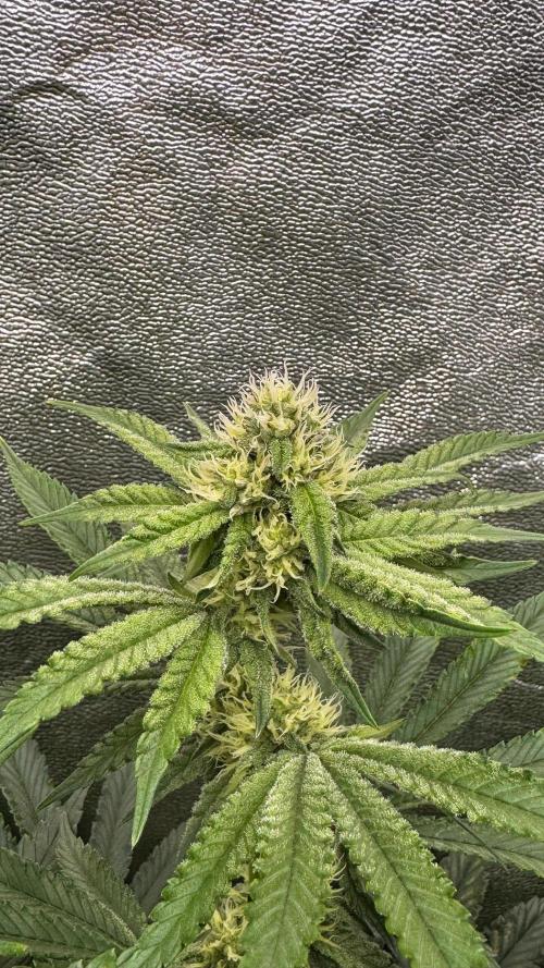 Diesel and Decay. Week 8 - Barf Breath