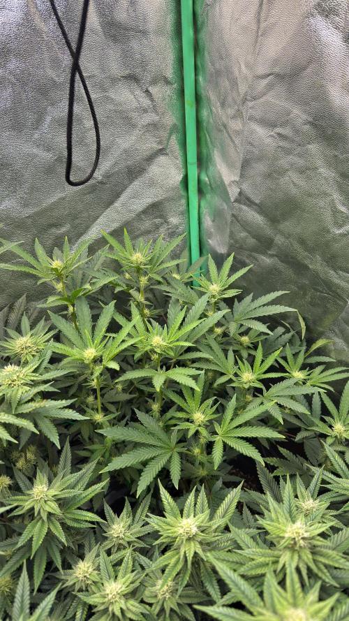 Diesel and Decay. Week 8 - Dirty Grape