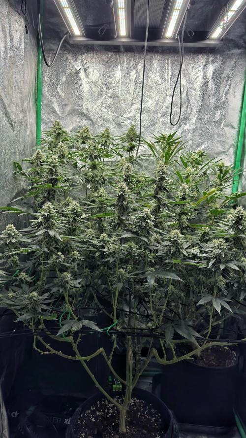 Diesel and Decay. Week 9 - All