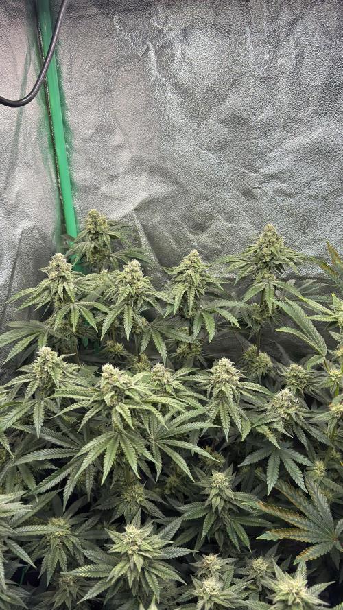 Diesel and Decay. Week 9 - Barf Breath