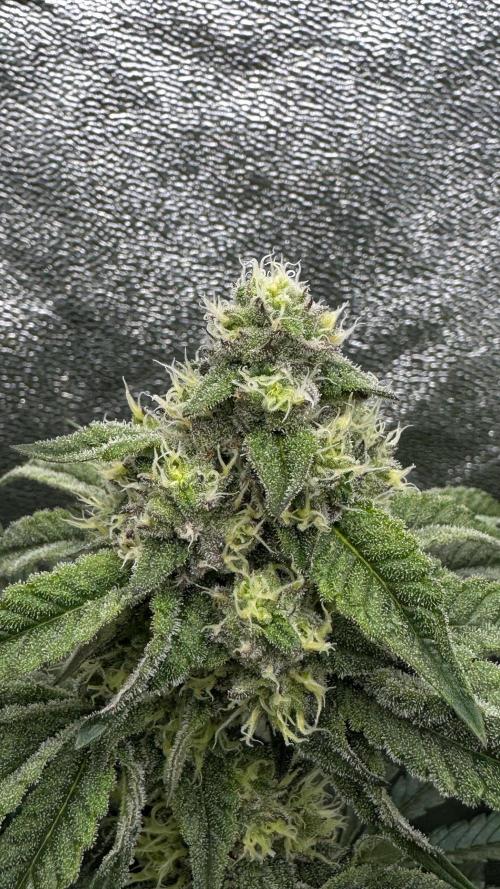 Diesel and Decay. Week 9 - Barf Breath