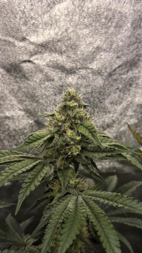 Diesel and Decay. Week 9 - Barf Breath