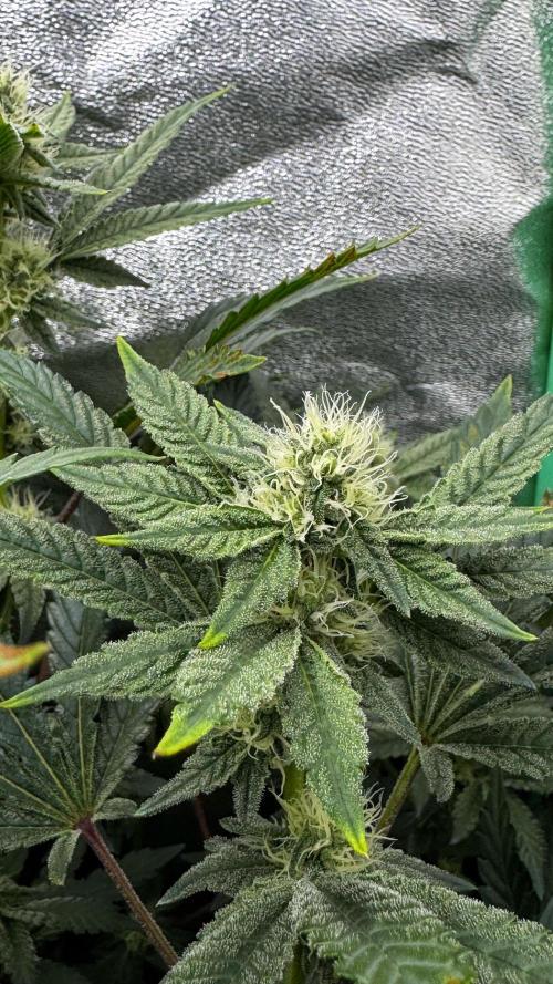 Diesel and Decay. Week 9 - Dirty Grape